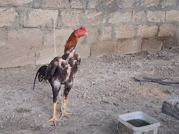 Chickens