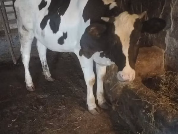 Vaca, Raça Holstein