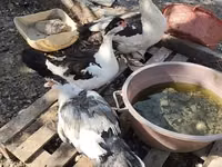 Ducks — foto 2