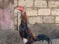 Chickens — Foto 4
