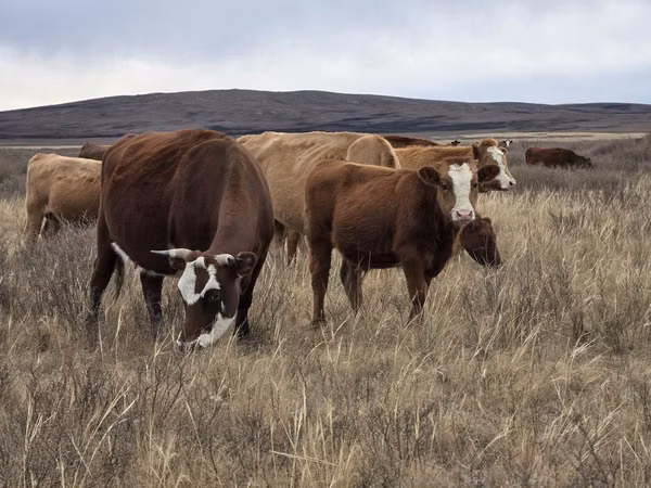 Vache, Latvian Blue cattle