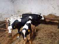 İnək, Russian Black pied cattle — foto 1