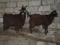 Kozel, Kozy — foto 1
