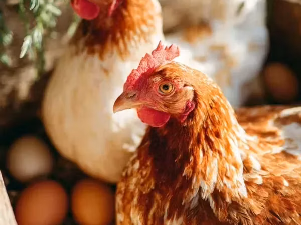 Chickens