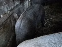 Sow, Pigs — photo 5