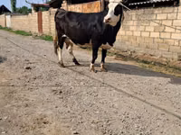Kuh, Holstein-Rasse — Foto 5