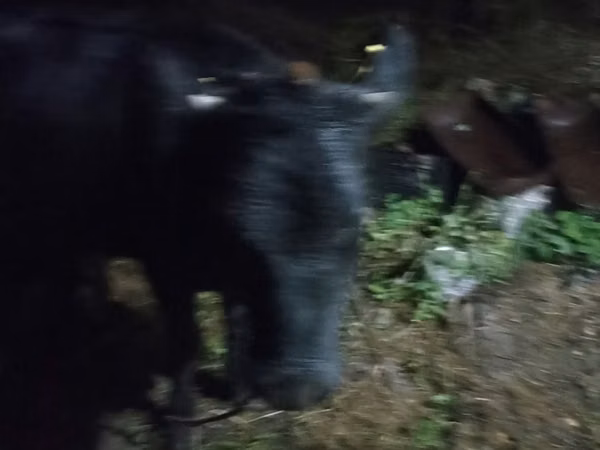गाय, मवेशी