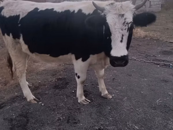 ძროხა, Russian Black pied cattle