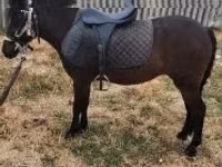 Jument, Chevaux — photo 1