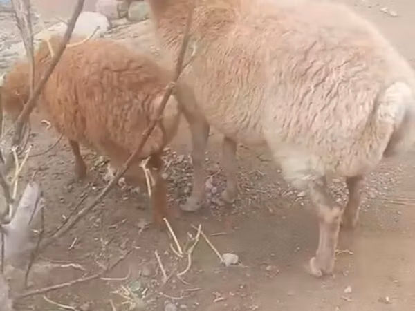 ცხვარი, ცხვრები