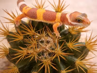 Leopard gekko – narıncı çalarların üstünlük təşkil etdiyi gözoxşayan — الصورة 1
