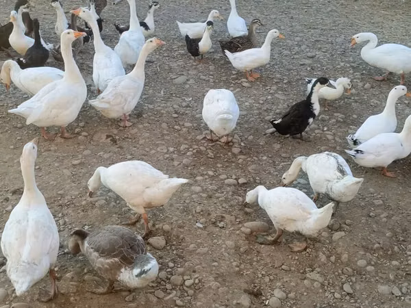 Ducks — அசர்பைஜான்