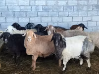Ovce, Beulah Speckled face sheep — foto 1
