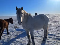 Kůň, Alter Real — foto 1