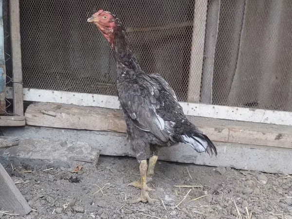 Chickens