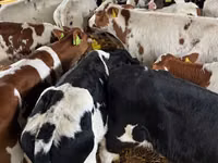 Bydło (partia, płeć nieokreślona), Simmental cattle — zdjęcie 7