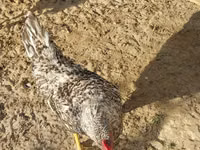 Chickens — Foto 1