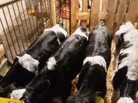 Bull, Holstein breed — photo 1