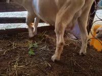 Koza, Saanen goat — zdjęcie 4