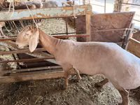 Carneiro, Rhon sheep — foto 2