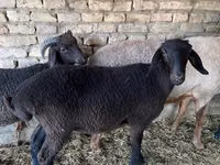 Bélier, Moutons — photo 2