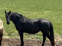 Jument, Black Sea breed — photo 6