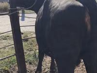 Vaca, Raça Holstein — foto 8