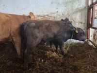 Skot (série, pohlaví neuvedeno), Simmental cattle — foto 5