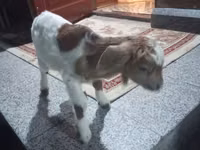 Kozioł, Kozy — zdjęcie 1