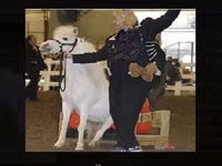 Jument, Miniature horse — photo 2