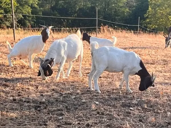 Koza, Boer goat
