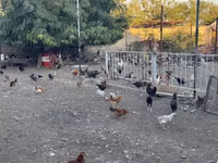 Chickens — zdjęcie 4