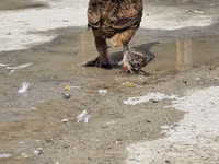 Chickens — foto 6