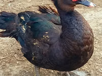 Ducks — Foto 2