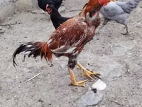 Chickens — الصورة 1