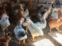 Chickens — foto 2