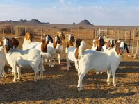 Echkilar (partiya, jinsi ko‘rsatilmagan), Boer goat — 4-rasm
