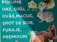 Nutrețuri și cereale,porumb uscat.ne aflăm la Edineț.posibel livrare. — ფოტო 1