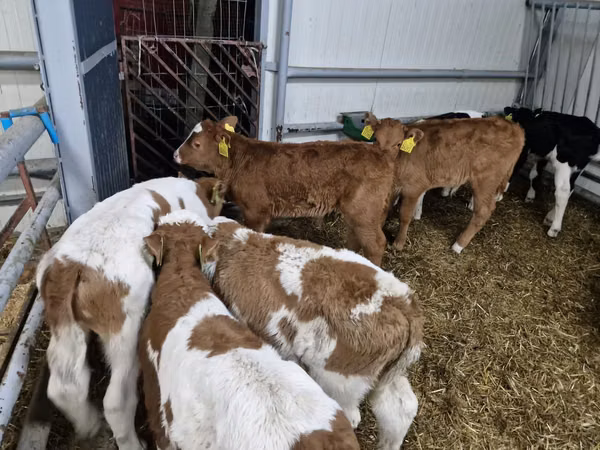 Taureau, Simmental cattle