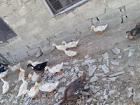 Ducks — foto 4