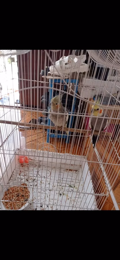 Nimfa tutuquşuları (2 ədəd) və qəfəs dəsti - Növ: Nimfa (cockatiel)