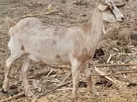 பெண் வெள்ளாடு, Nubian Goat — புகைப்படம் 2