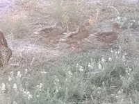 Ducks — foto 3