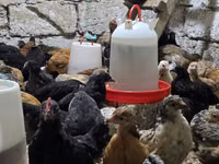 Chickens — புகைப்படம் 2