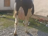 İnək, Holştin irqi — foto 3