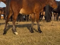 حصان, Mugalzhar horse — الصورة 5