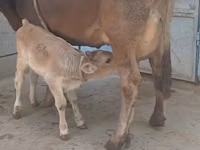 Vaca, Ganado vacuno — foto 4