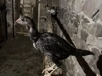 Chickens — foto 3