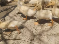 Deutscher Pekin — Foto 4
