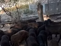 羊（ロット、性別未指定）, Hissar sheep — 写真 6